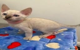 Bengal cats for sale: Pedigree Snow Bengal Kittens with TICA - Image 8