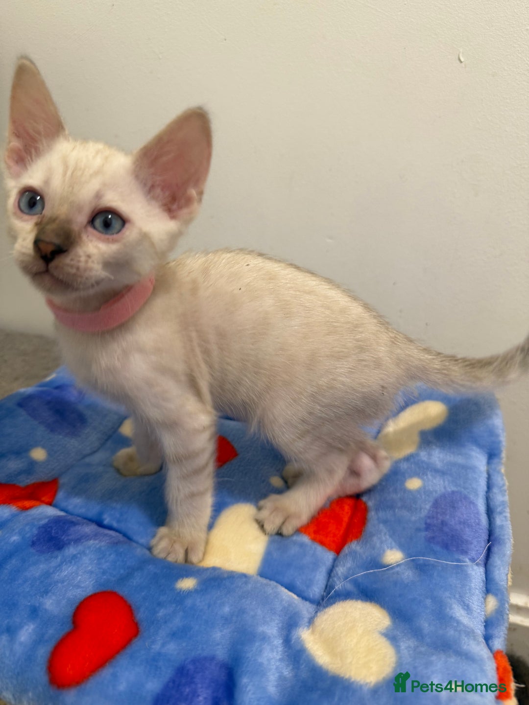 Bengal cats for sale: Pedigree Snow Bengal Kittens with TICA - Image 8