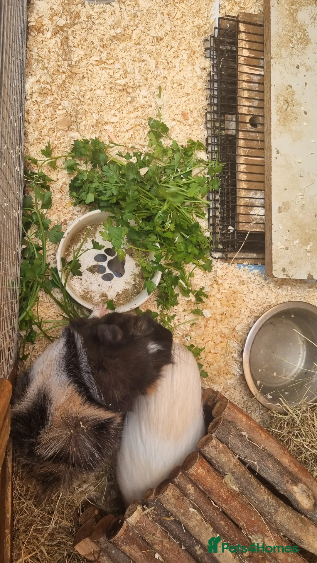 Guinea Pig rodents for sale: Adoption  in Witney - Advert 1