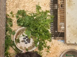 Guinea Pig rodents Adoption - Advert 9