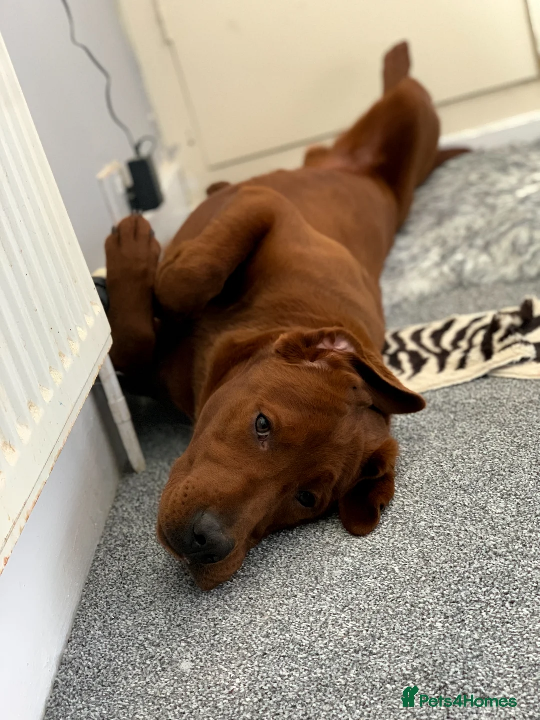 Labrador Retriever dogs for stud: AGLABS ICON - HEALTH TESTED DARKEST FOX RED in Grantham - Advert 15