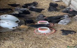 Chickens poultry for sale: Pekin bantam hens - mix of colours  - Image 2