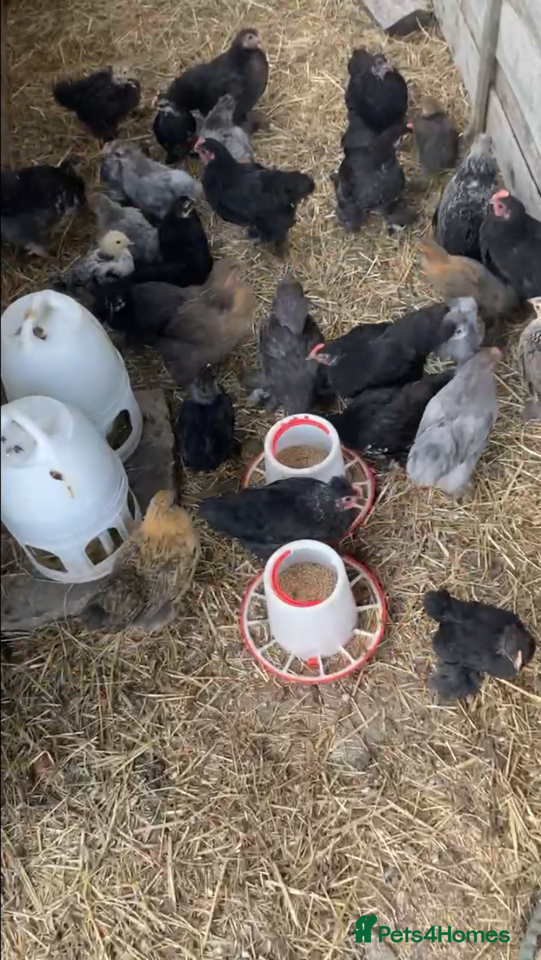 Chickens poultry for sale: Pekin bantam hens - mix of colours  - Image 2