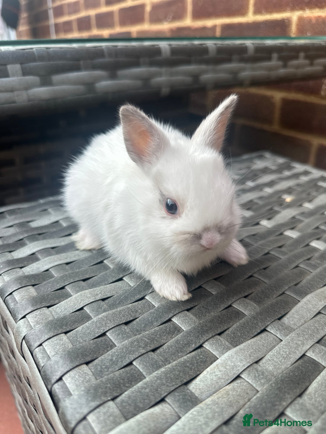 Netherland Dwarf rabbits for sale: 4 gorgeous netherland dwarfs babies - Image 6