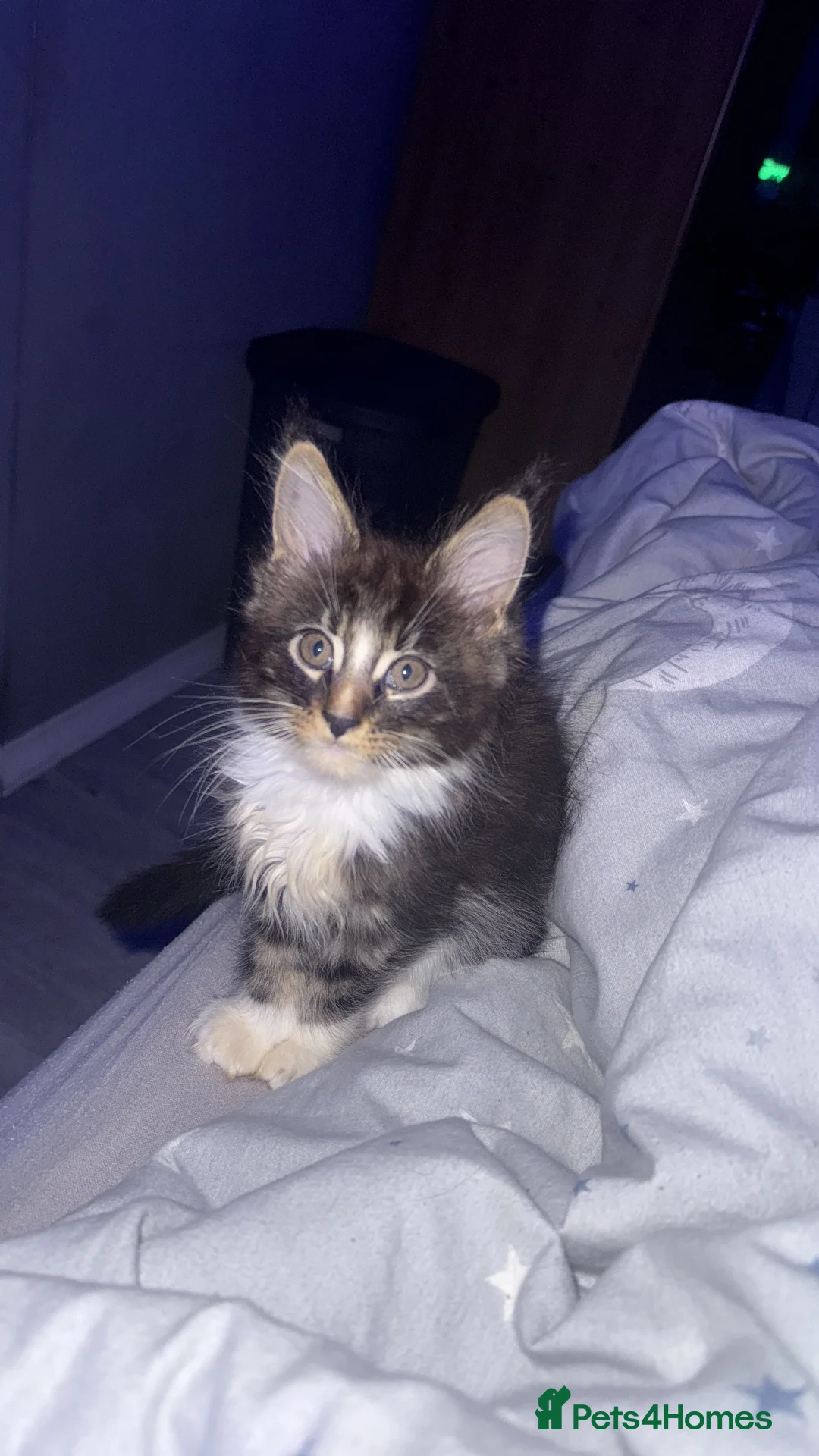 Maine Coon cats for sale: Full Maine Coon for sale - Advert 1