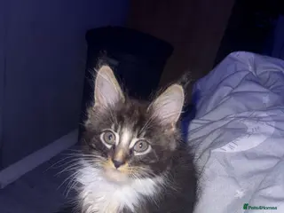 Maine Coon cats Full Maine Coon for sale - Advert 1