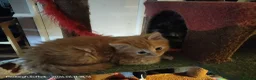 Mixed Breed cats for sale: Dog and hoover proof, fluffy little boy*ready now* - Advert 6