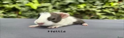 Guinea Pig rodents for sale: Gorgeous baby guinea pigs  - Advert 4