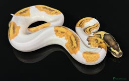 Python Snake reptiles for sale: Royal pythons  - Image 6