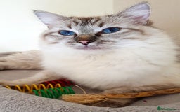 Ragdoll cats for sale: Stunning Adult Ragdoll and Kittens available!  - Image 30