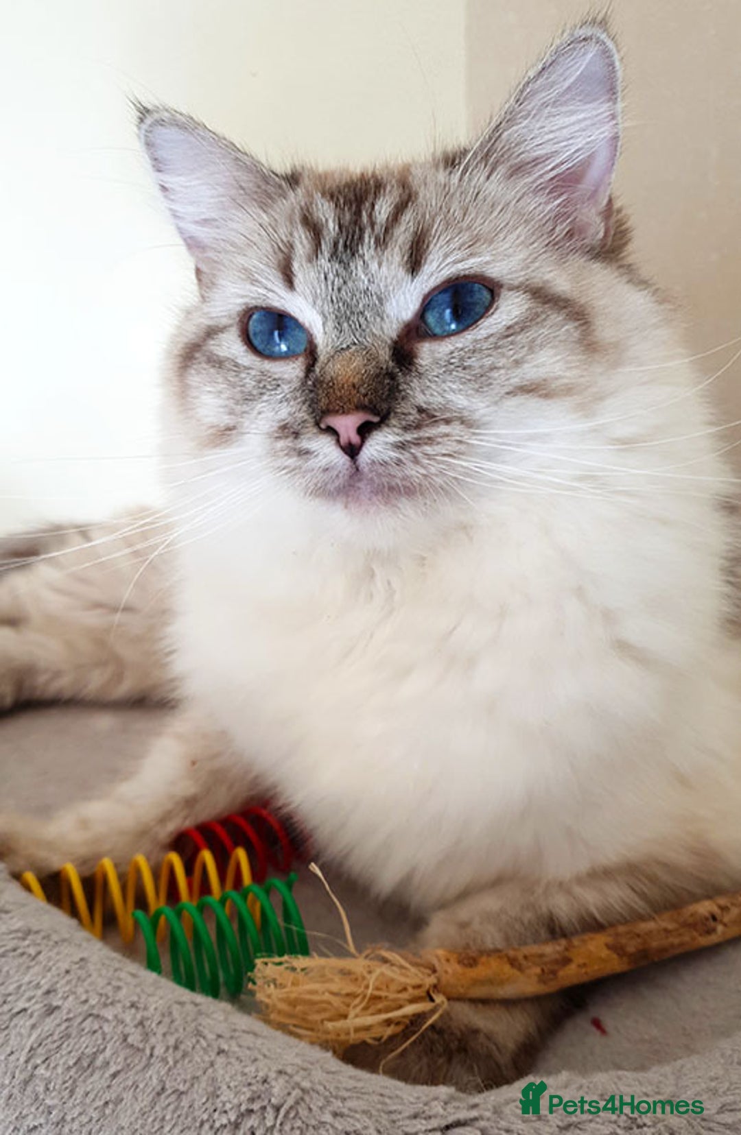 Ragdoll cats for sale: Stunning Adult Ragdoll and Kittens available!  - Image 30