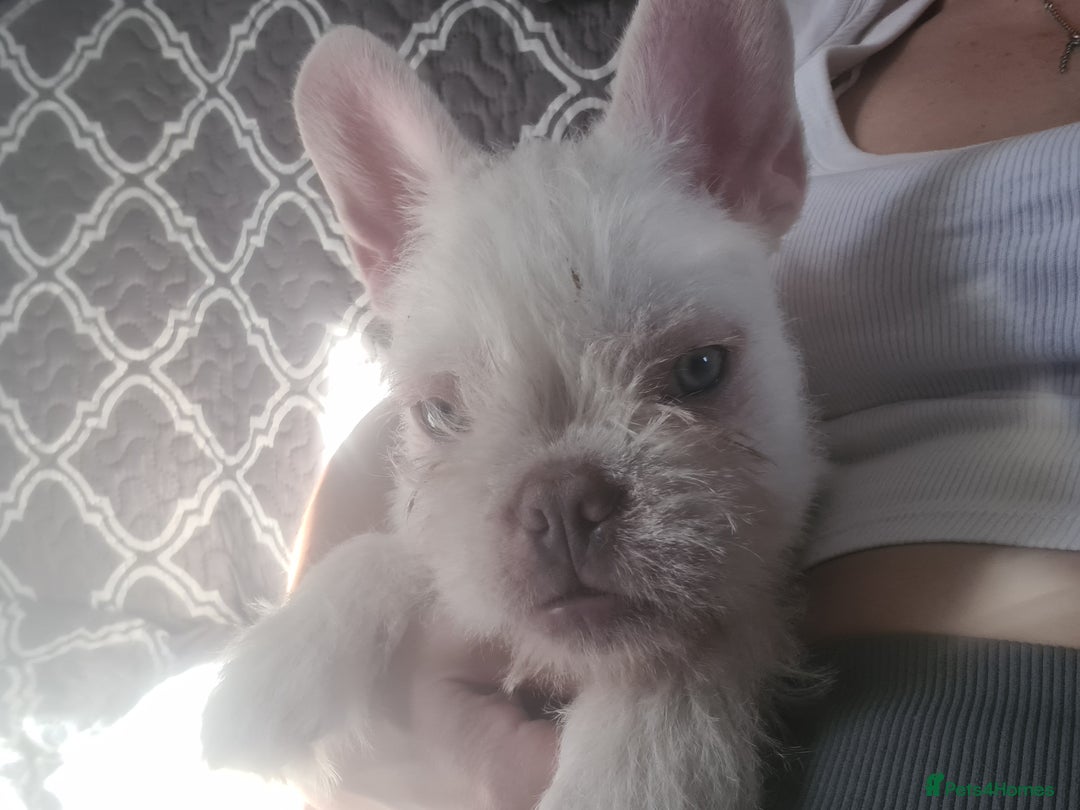 French Bulldog dogs for sale: Big Perm, fluffy and furnished frenchies  - Image 29