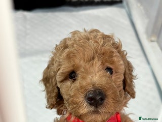 Cavapoochon dogs Cavapoochon - Advert 13