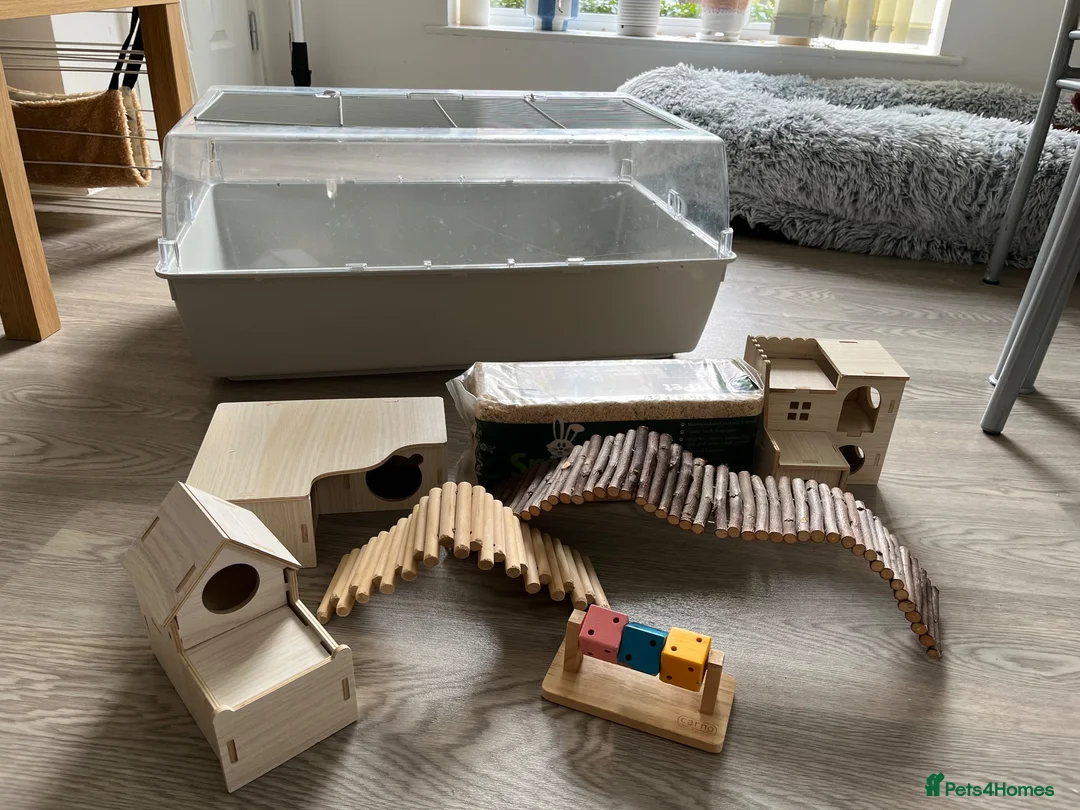 Hamster rodents for sale: Cage for hamster with accessories and bedding  - Advert 2