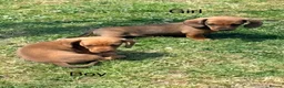 Miniature Dachshund dogs for sale: KC registered Miniature Smooth haired Dachshund  - Advert 3