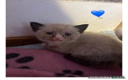Mixed Breed cats for sale: Half British Short Haired Kittens - Image 3