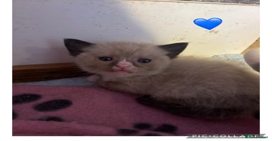Mixed Breed cats - Advert 10
