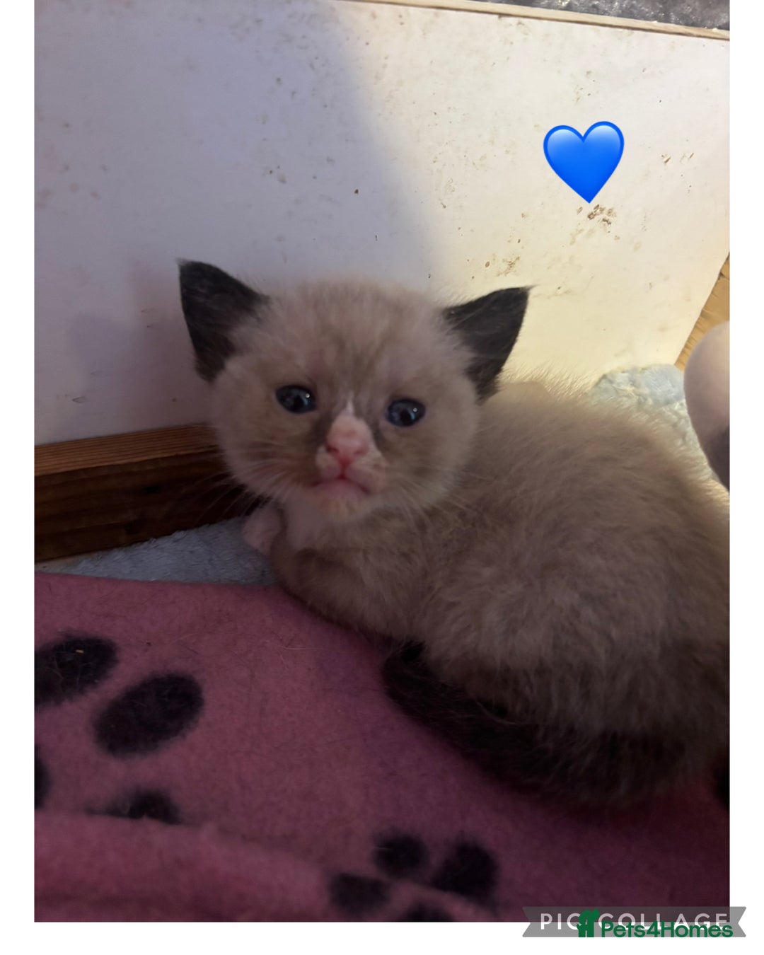 Mixed Breed cats for sale: Half British Short Haired Kittens - Image 3