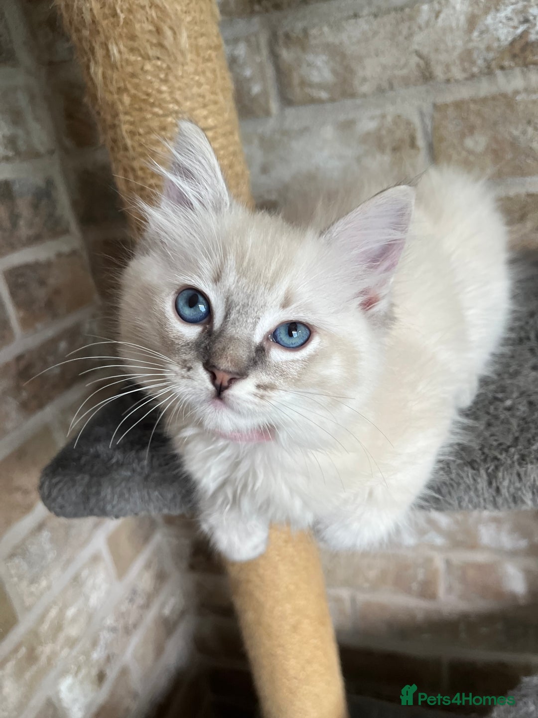 Ragdoll cats for sale: One female Ragdoll left  in Cambridge - Image 26