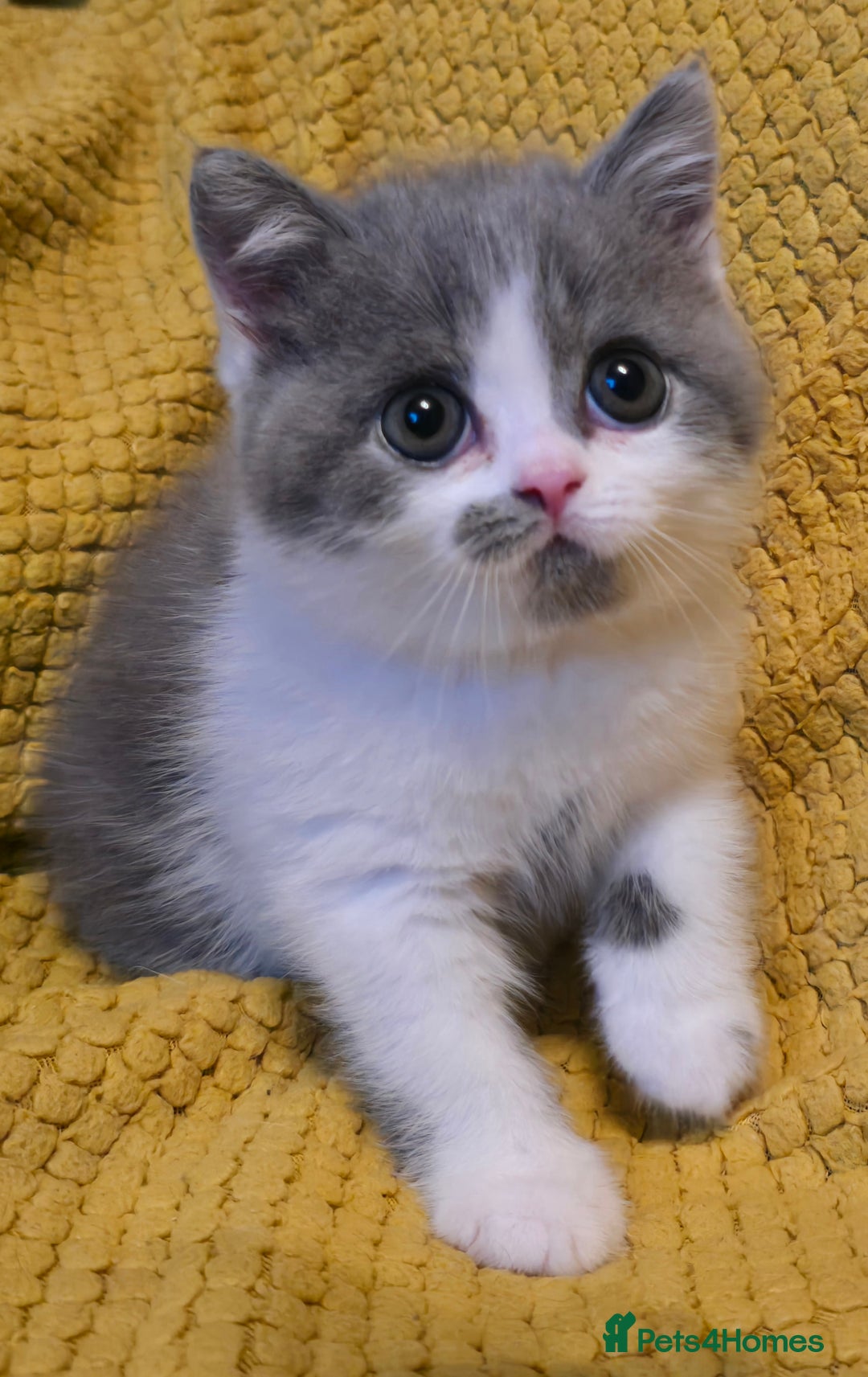 British Shorthair cats for sale: READY NOW GCCF reg BSH kittens - Image 27