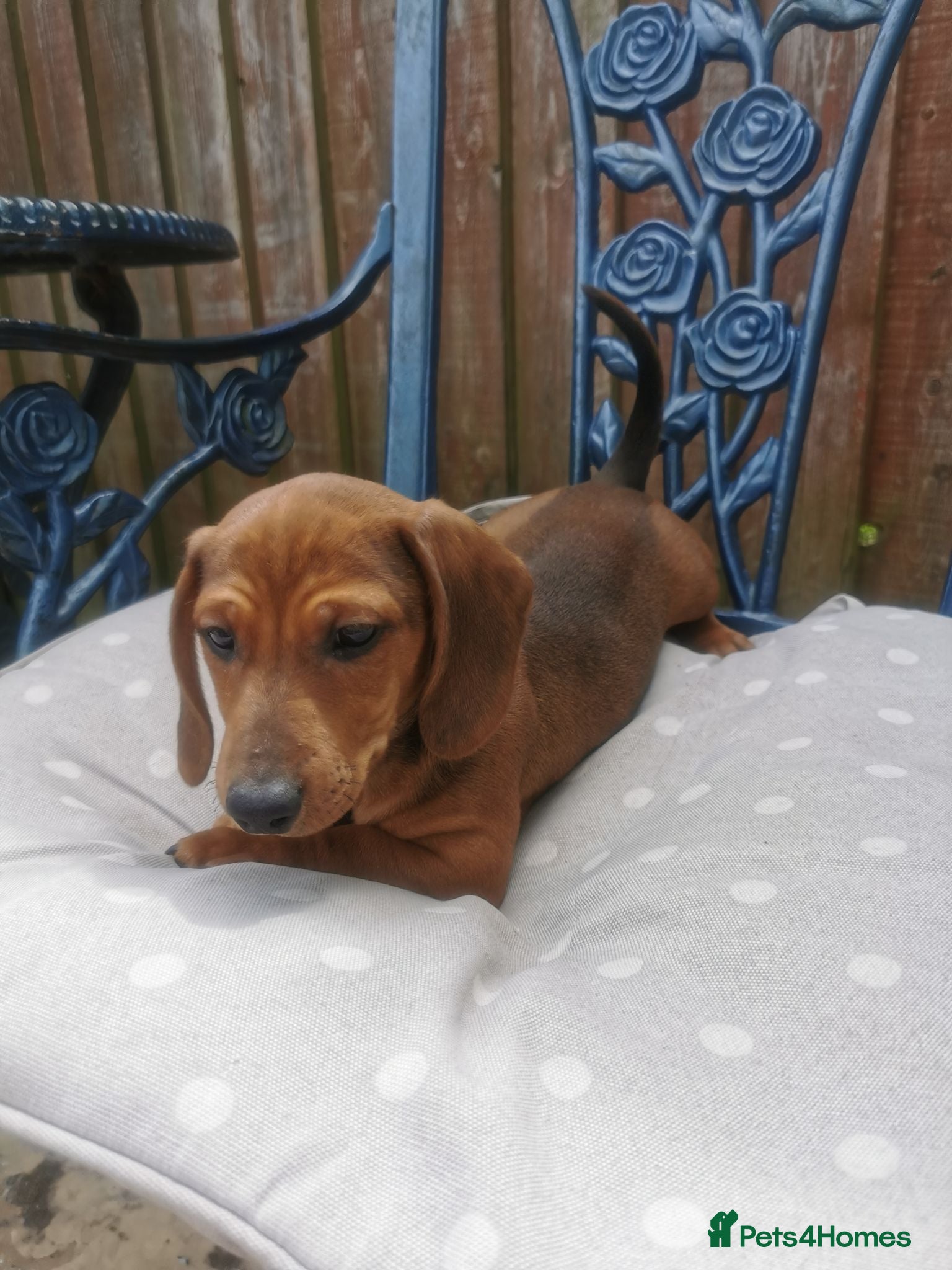 Dachshund dogs  Unusual Playful miniature Dachshound pups  - Advert 1