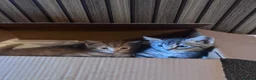 American Shorthair cats for sale: Grey and ginger tabby  - Advert 4