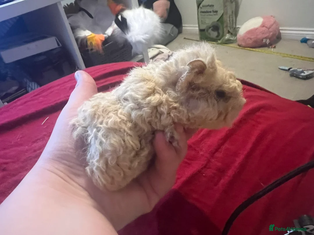 Guinea Pig rodents for sale: Mixed baby guinea pigs  - Advert 8