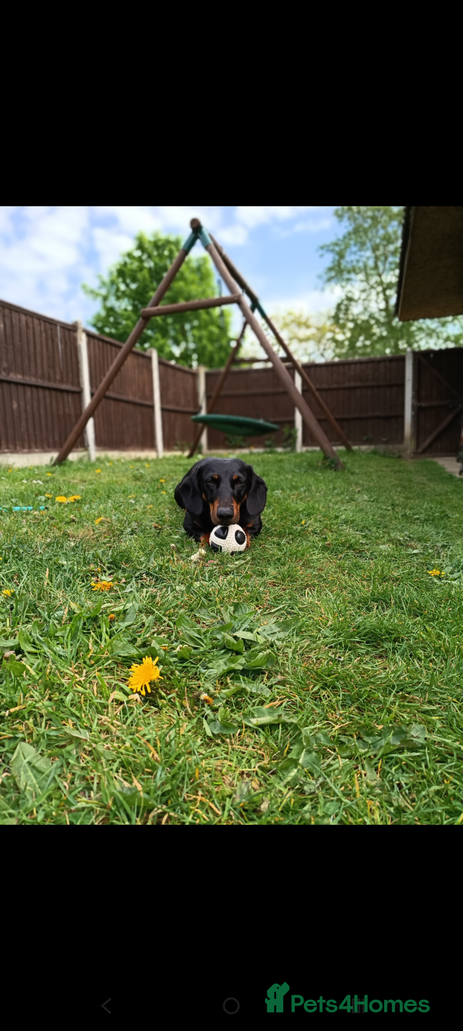 Dachshund dogs black and tan dachshund - Advert 1