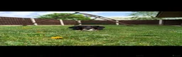 Dachshund dogs for stud: black and tan dachshund - Advert 1