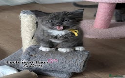 Maine Coon cats for sale: Ready now! 1 boy TICA Registered  - Image 16