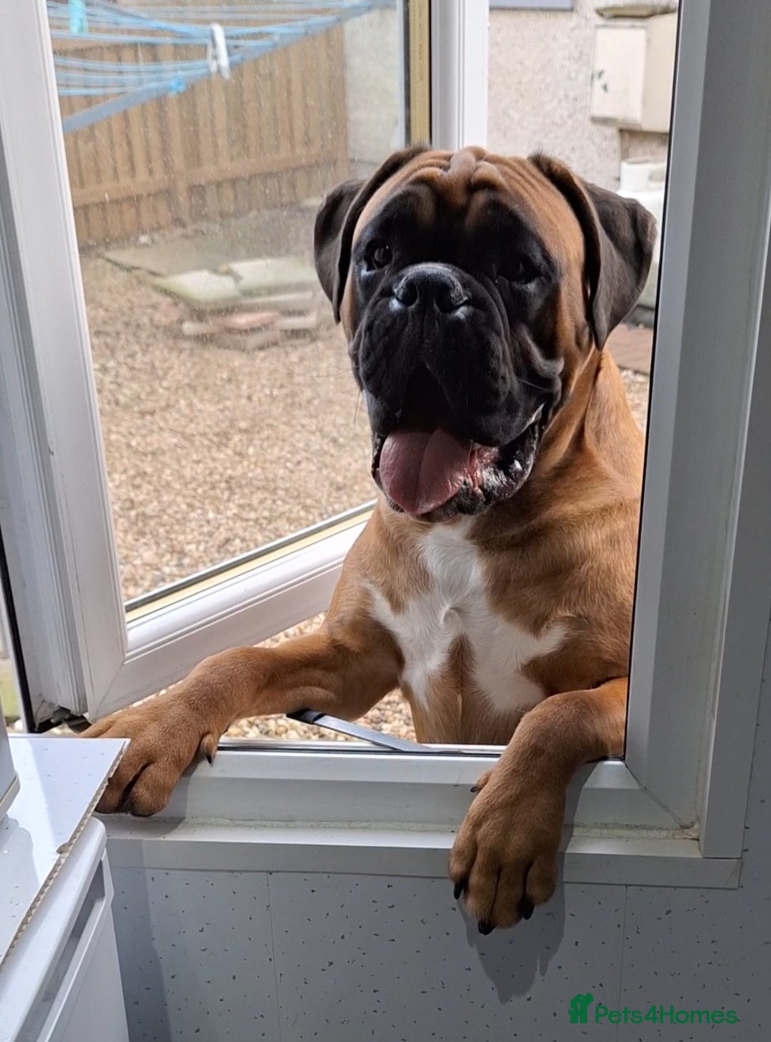 Boxer dogs for stud: PROVEN 0 HEART SCORE BOBTAIL STUD - Advert 4