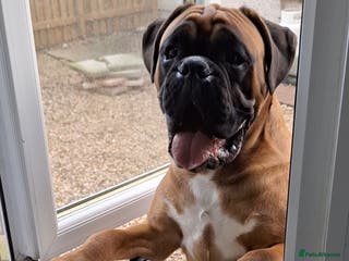 Boxer dogs KC REG BOXER STUD PROVEN. 0 HEART SCORE - Advert 20