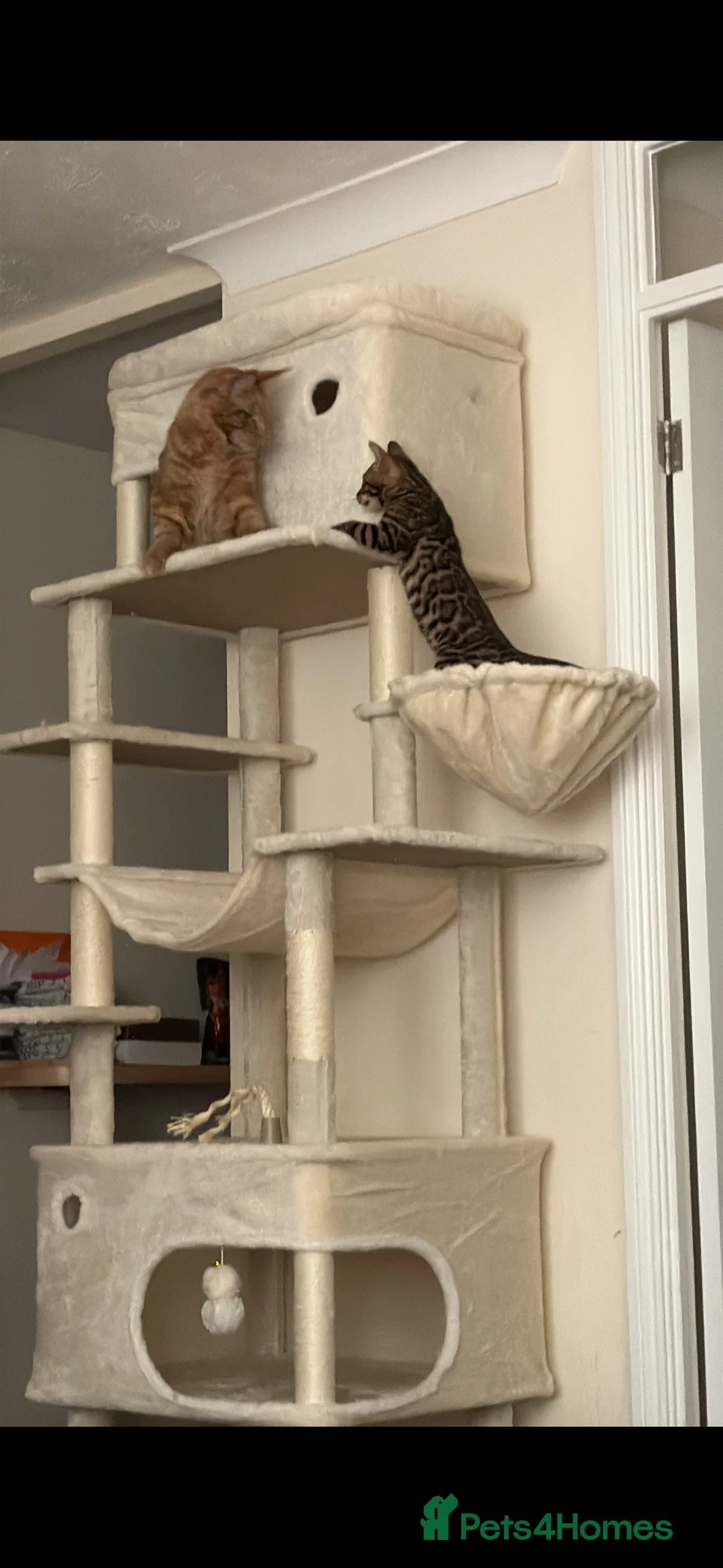 Bengal cats for sale: Beautiful little Bengal girl 🤎 - Advert 9