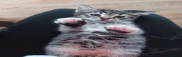 Mixed Breed cats for sale: Tabby Kittens 😸  - Advert 9
