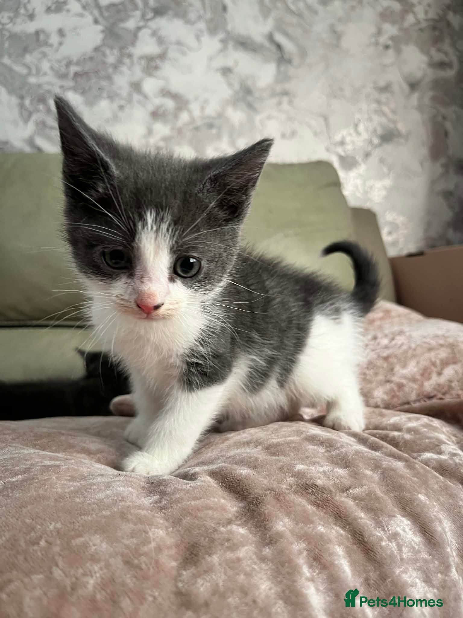 British Shorthair cats 4 Beautiful British Shorthair Kittens  - Advert 2