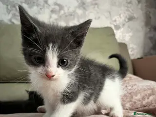 British Shorthair cats 4 Beautiful British Shorthair Kittens - Advert 18