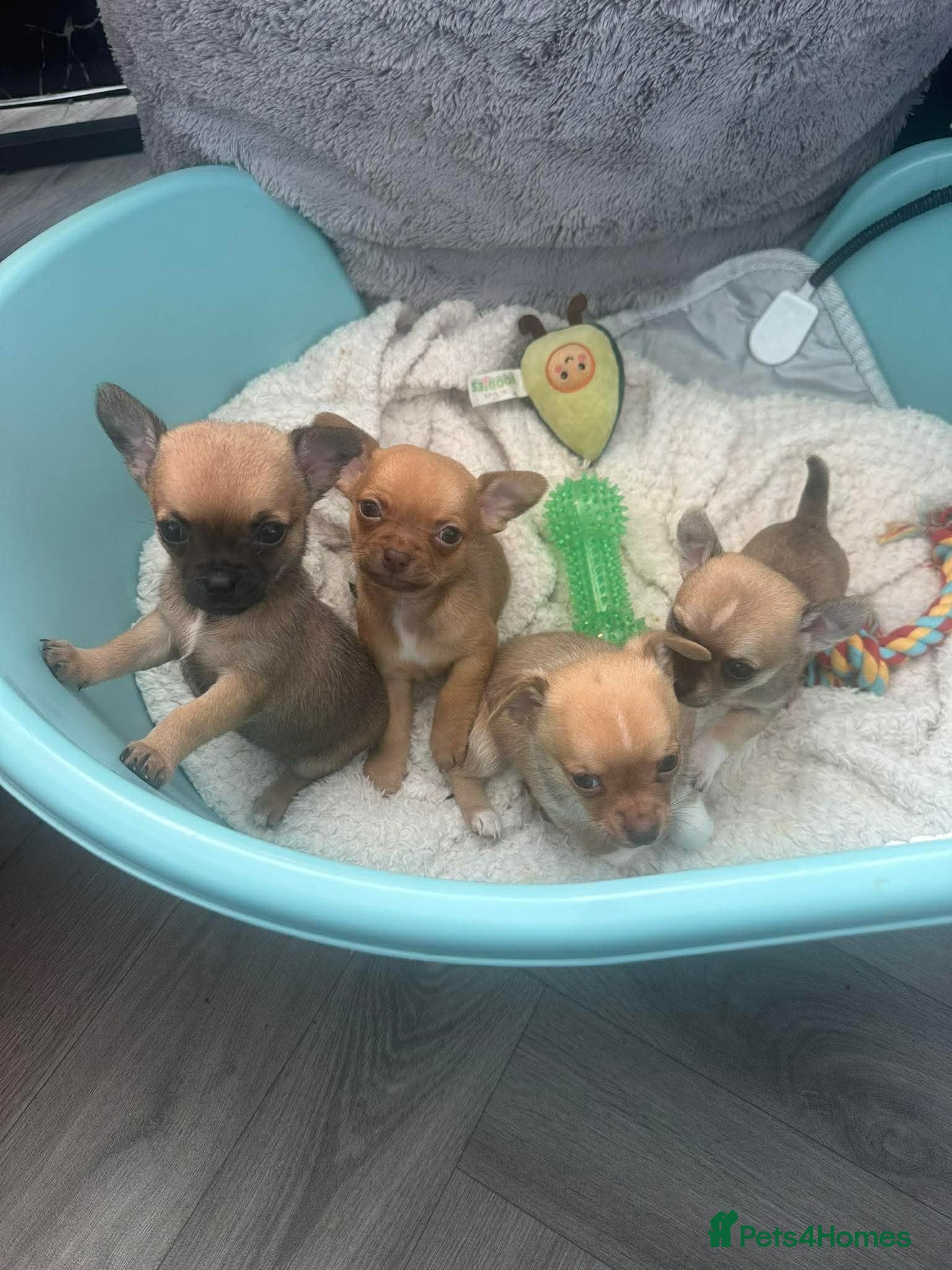 Chihuahua dogs Chihuahua pups - Advert 5