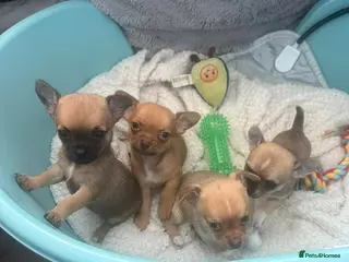 Chihuahua dogs Chihuahua pups - Advert 5