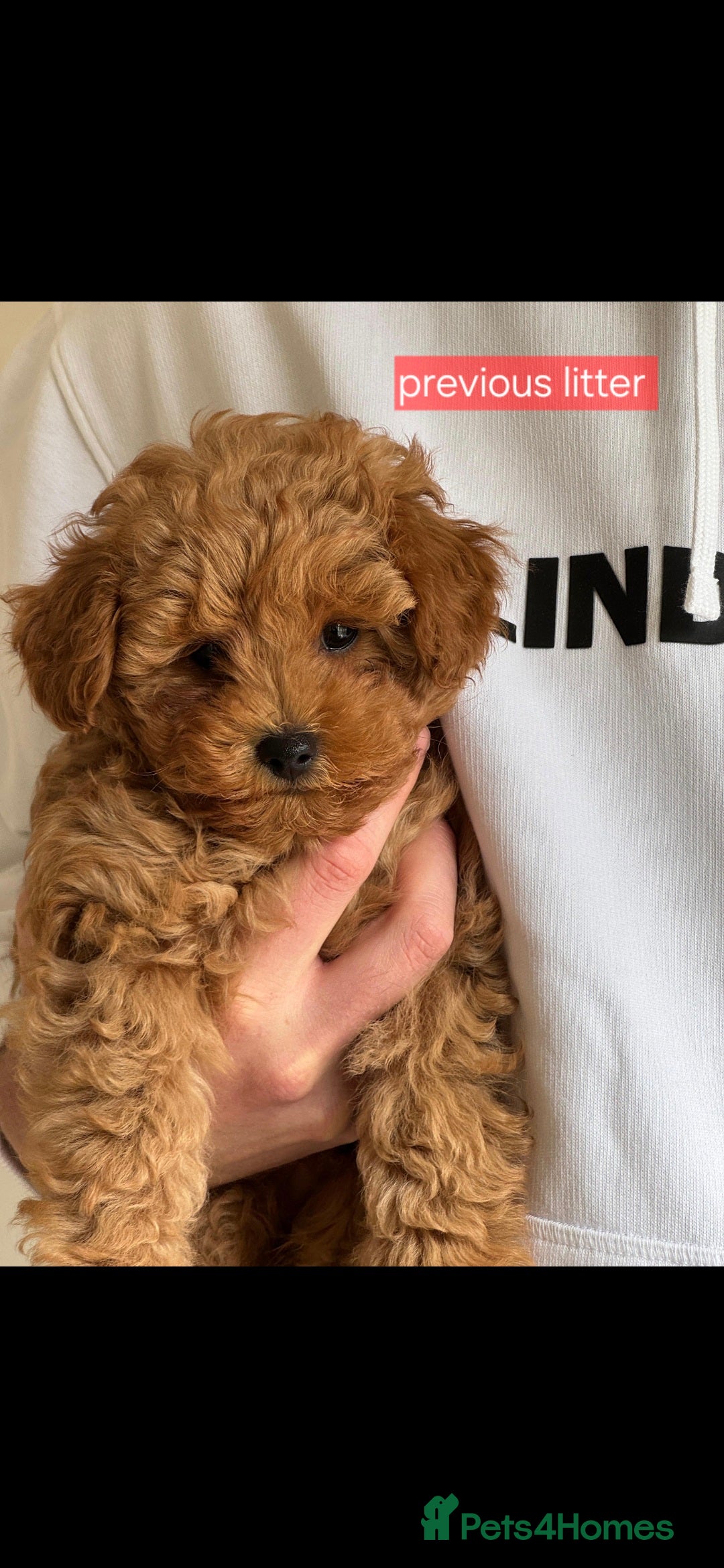Maltipoo dogs for sale: Beautiful Toy Maltipoo Puppies   - Advert 21