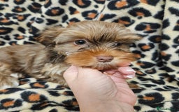 Yorkshire Terrier dogs for sale: 🧡 DNA tested parents 🤎 Chocolate Red boy  - Advert 22