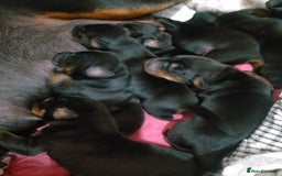 Dobermann dogs for sale: Dobermann puppies - Image 12