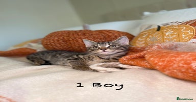 Mixed Breed cats - Advert 13