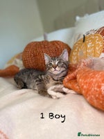 Mixed Breed cats - Advert 5