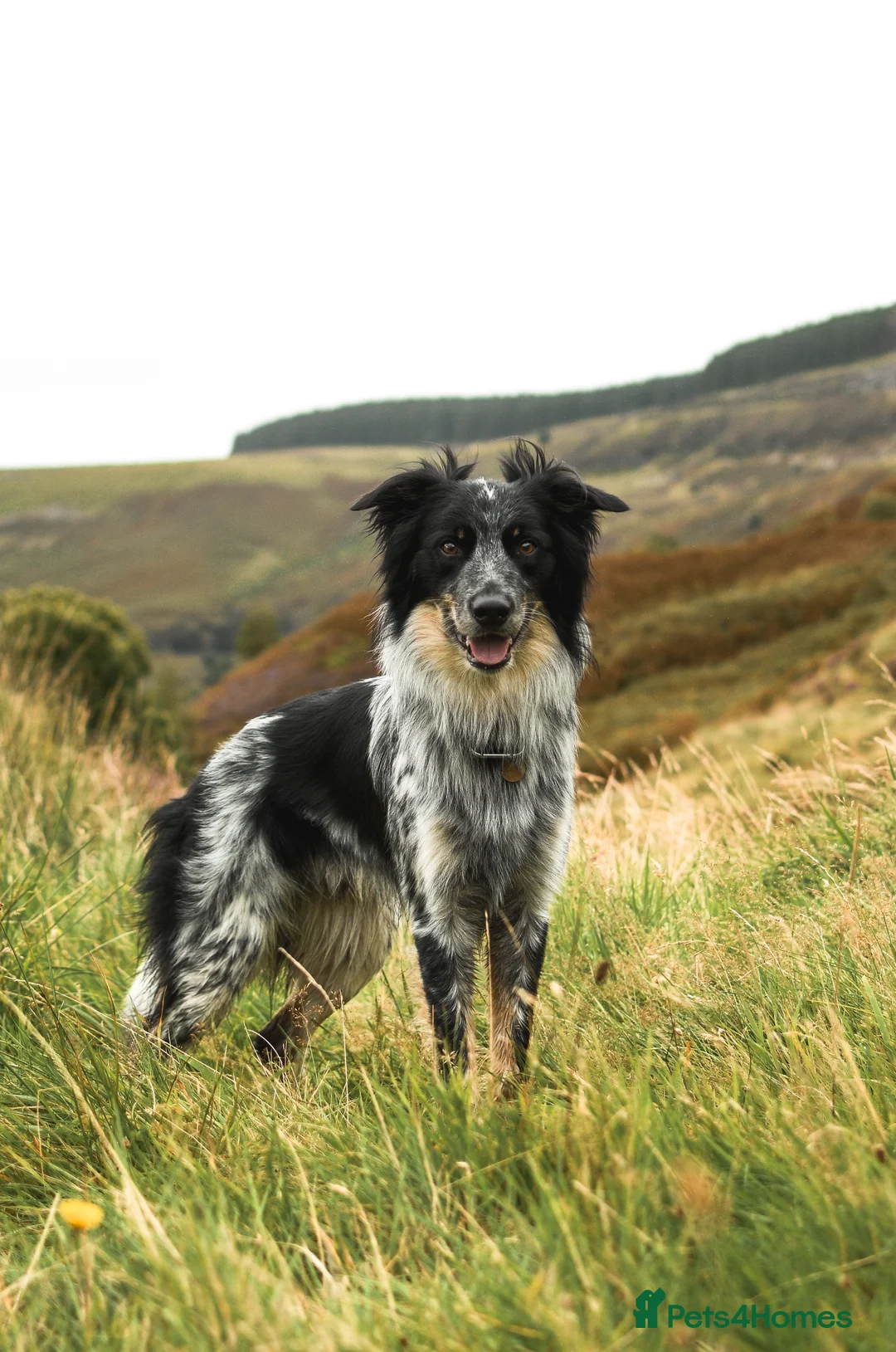 Border Collie dogs for stud: DNA clear proven Border Collie stud  in Treorchy - Advert 2