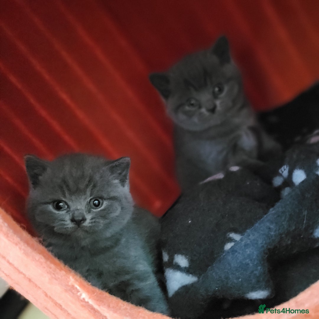 British Shorthair cats for sale: British shorthair  - Advert 3