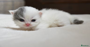 British Longhair cats - Advert 4
