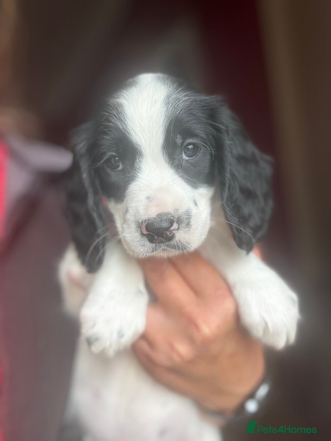 English Springer Spaniel dogs for sale: Stunning DNA Clear KC Springer Spaniel Puppies  - Image 21