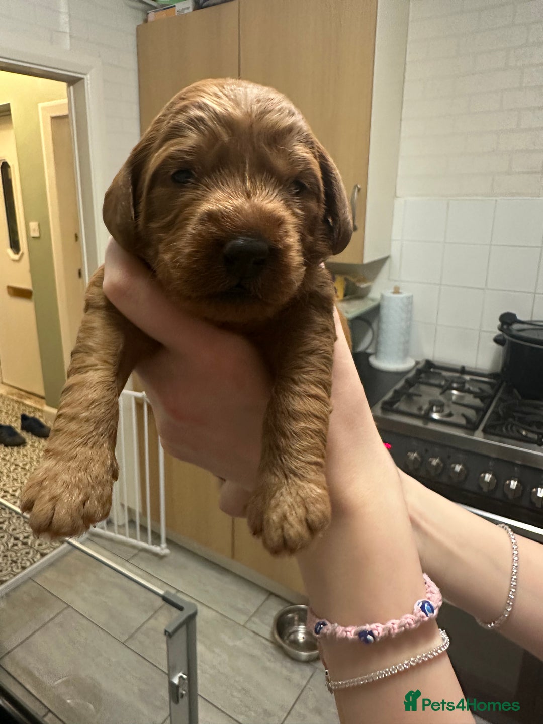 Labradoodle dogs for sale: Miniature F1 Labradoodles  - Advert 24