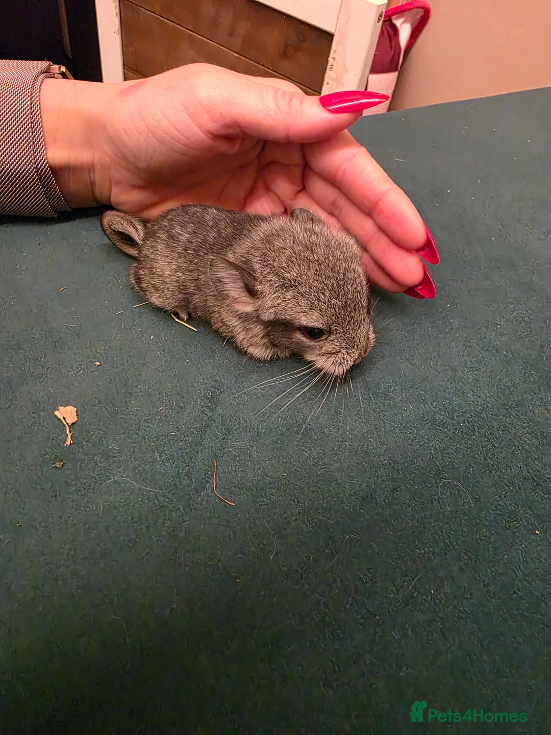 Chinchilla rodents for sale: Baby chinchillas!  - Advert 12