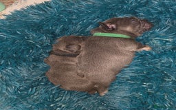 French Bulldog dogs for sale: Frenchie Puppies - Image 3